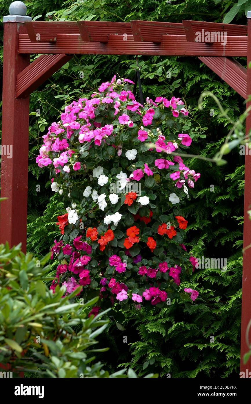 Flowering hanging plants in garden Stock Photo Alamy