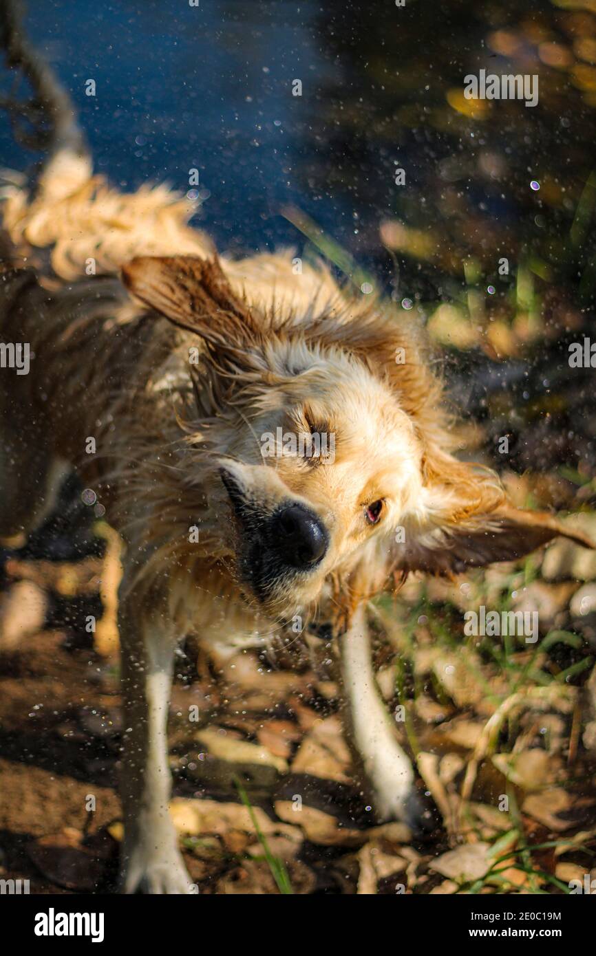 Close up photo of a beautiful wet golden retriever drying himself Stock Photo Alamy
