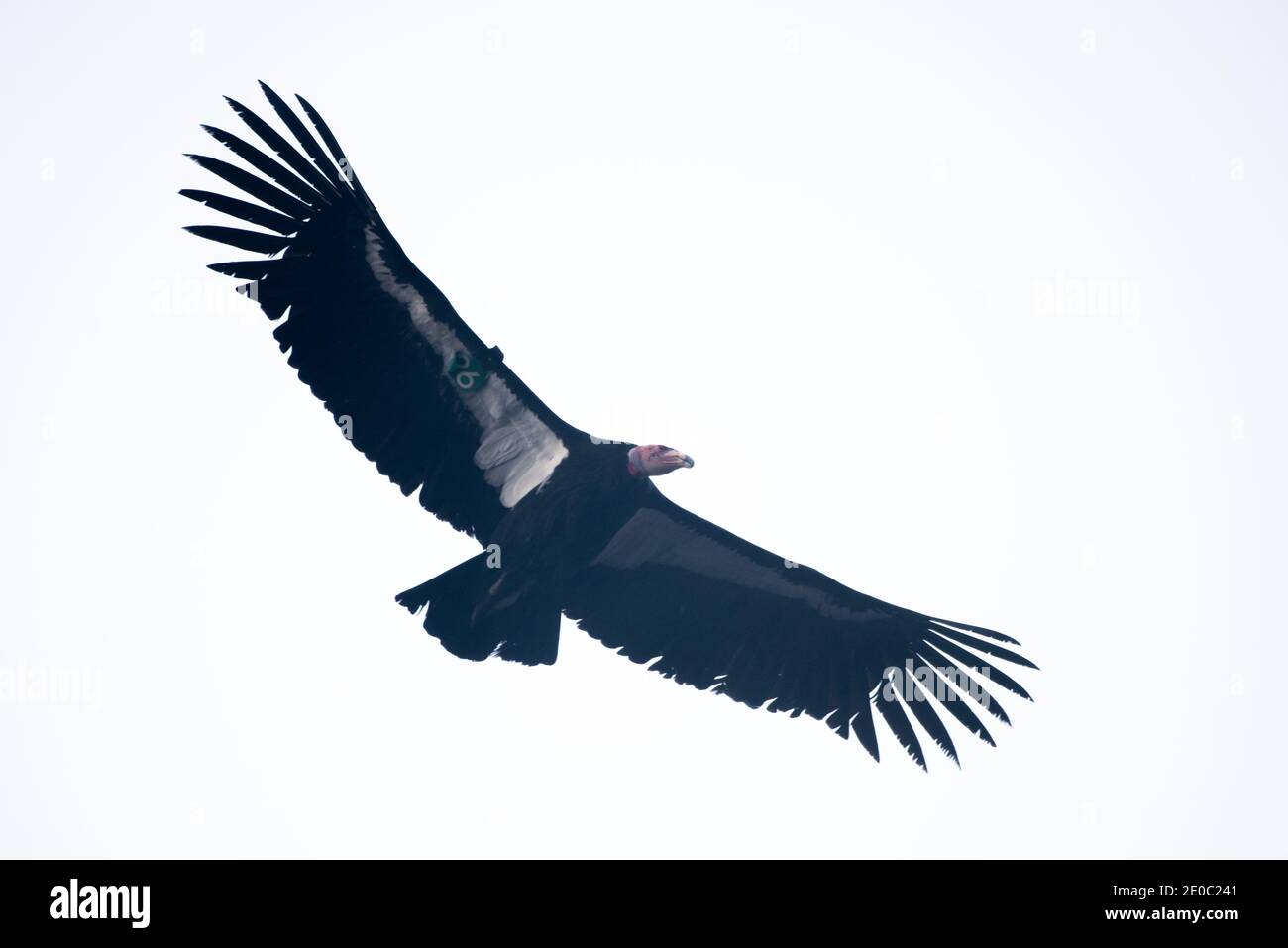 A California condor (Gymnogyps californianus) soaring, their wingspan
