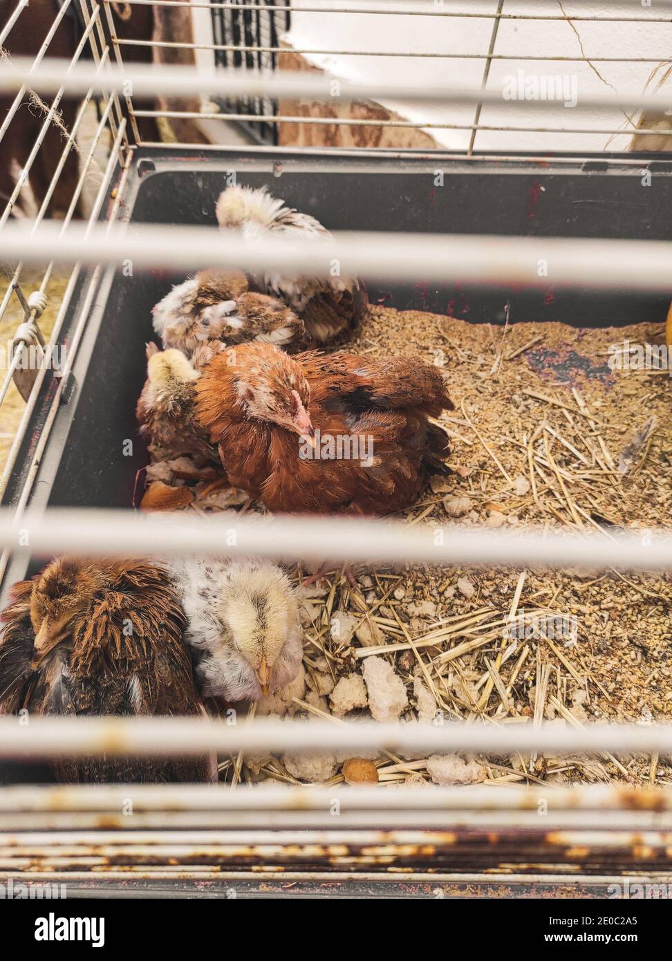 Baby chicken trapped in a jail Stock Photo Alamy