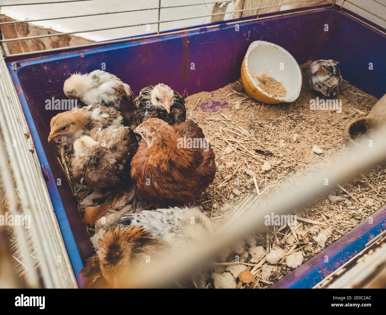 Baby chicken trapped in a jail Stock Photo Alamy