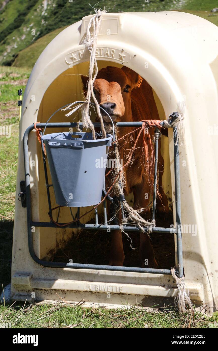 veal in a shelter Stock Photo
