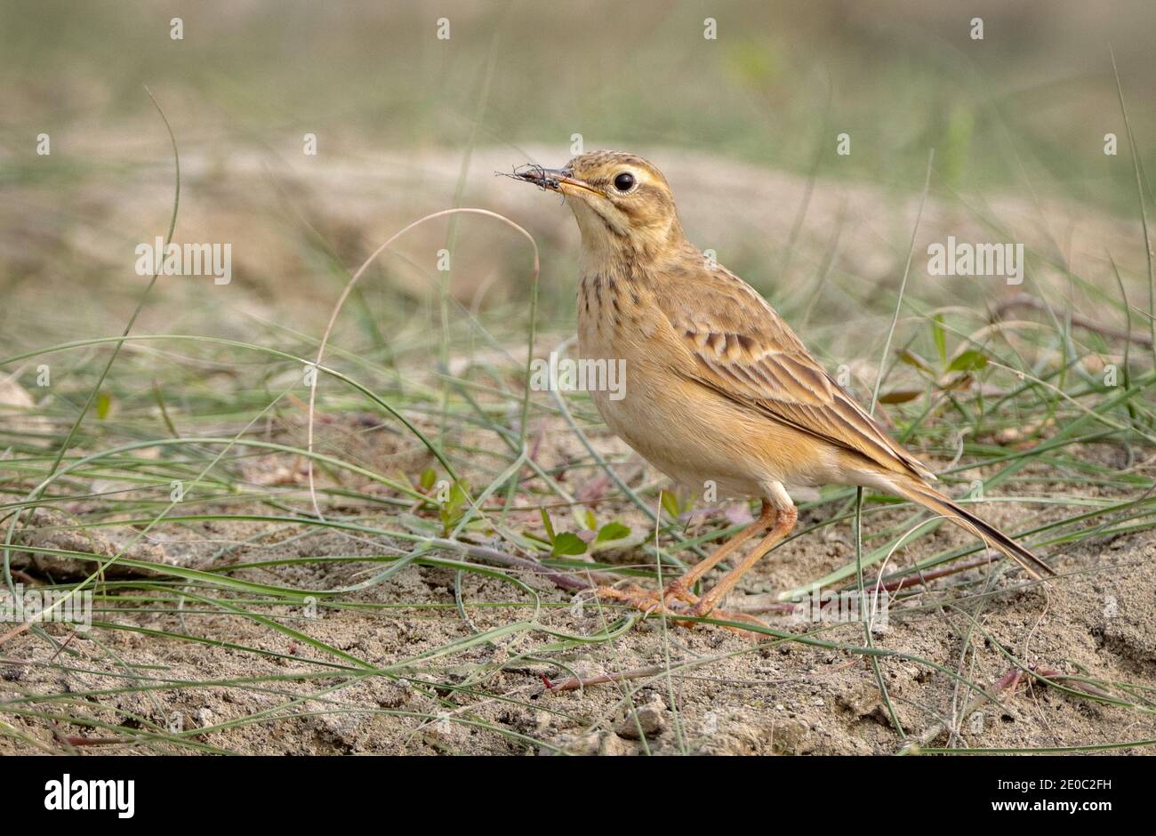 Paddyfield Pipit (Anthus rufulus) with insect prey in its bill. Stock Photo
