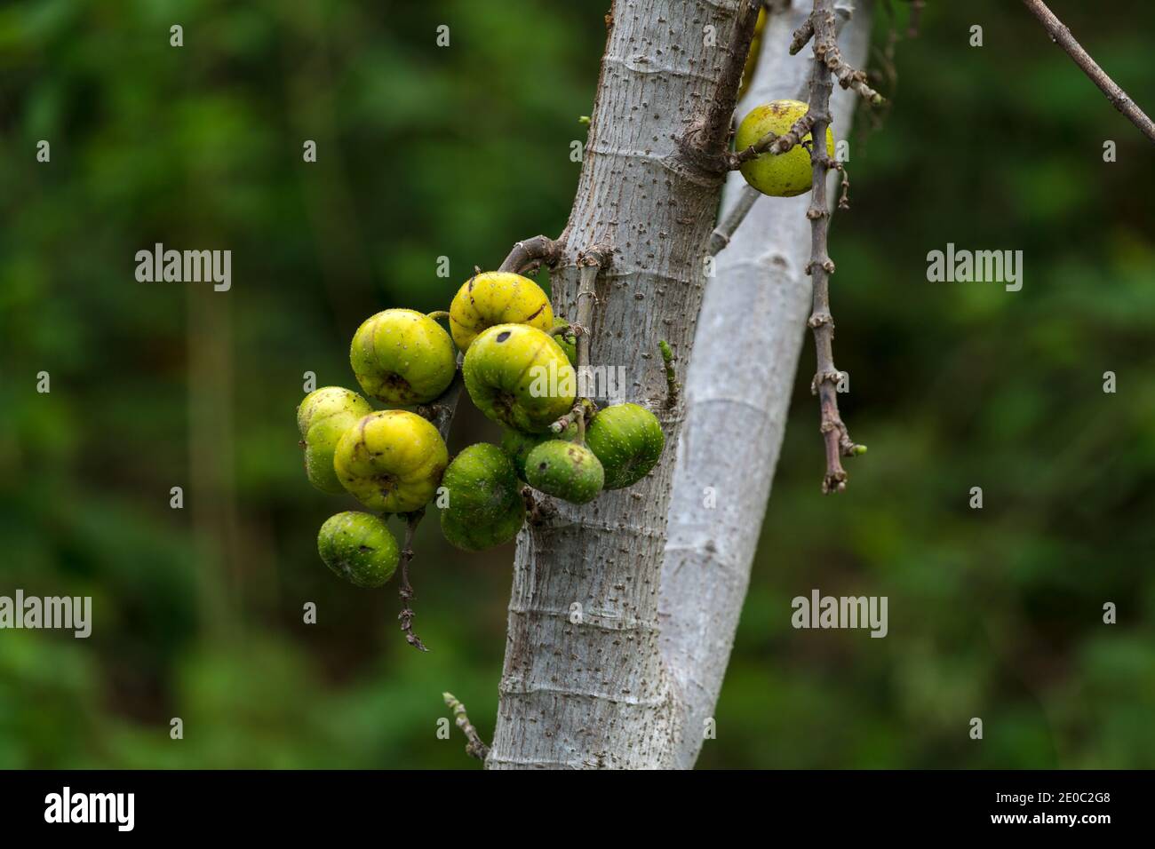TELUK LHOK SEUDU ACEH BESAR 5°21'19.7"N 95°14'31.2"E Pemandangan dari atas ketingginan dari Ujoeng Glee (rumah makan) ke arah barat melihat Lhok (telu Stock Photo
