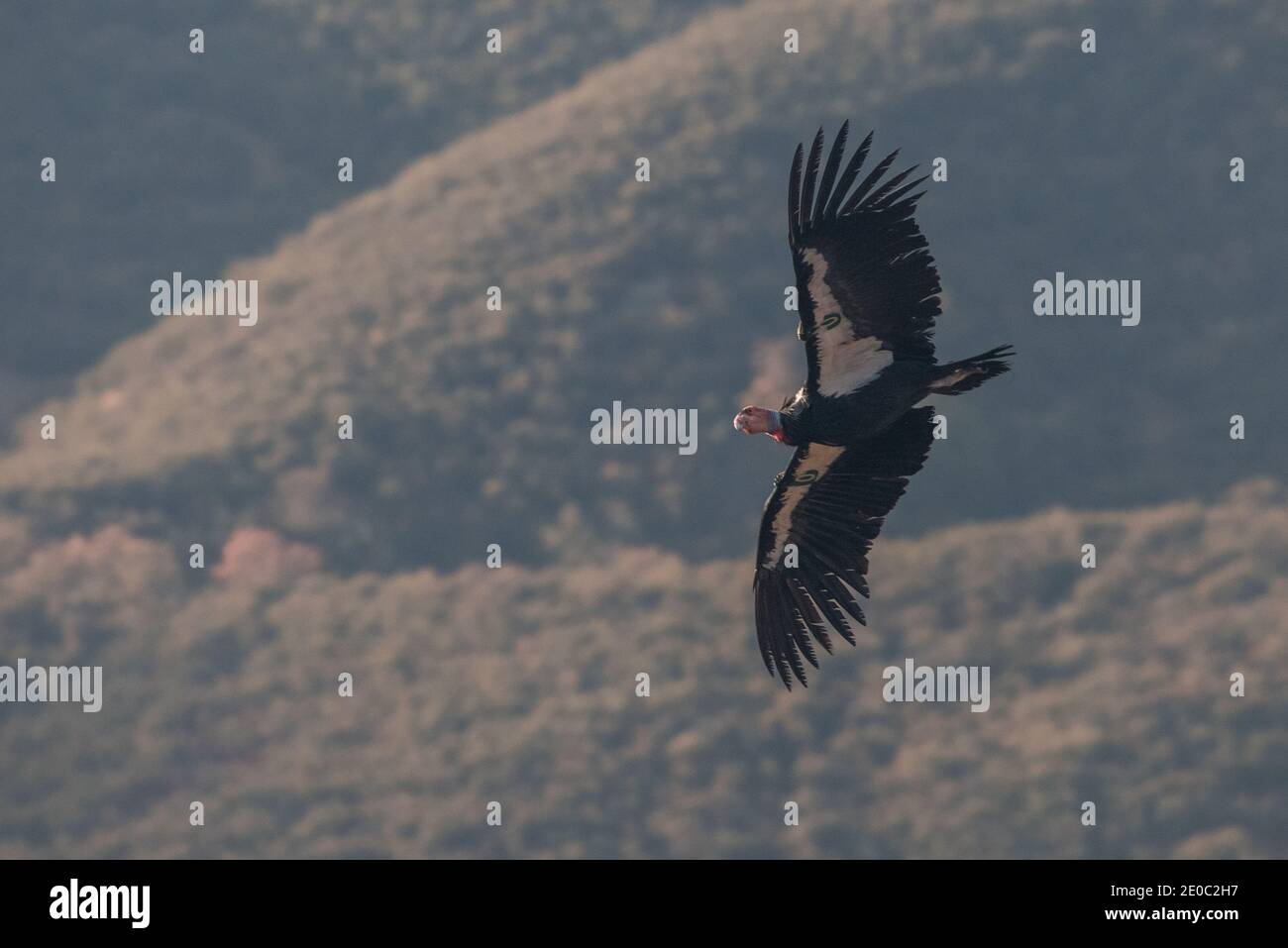 Largest flying bird species in the world hi res stock photography and