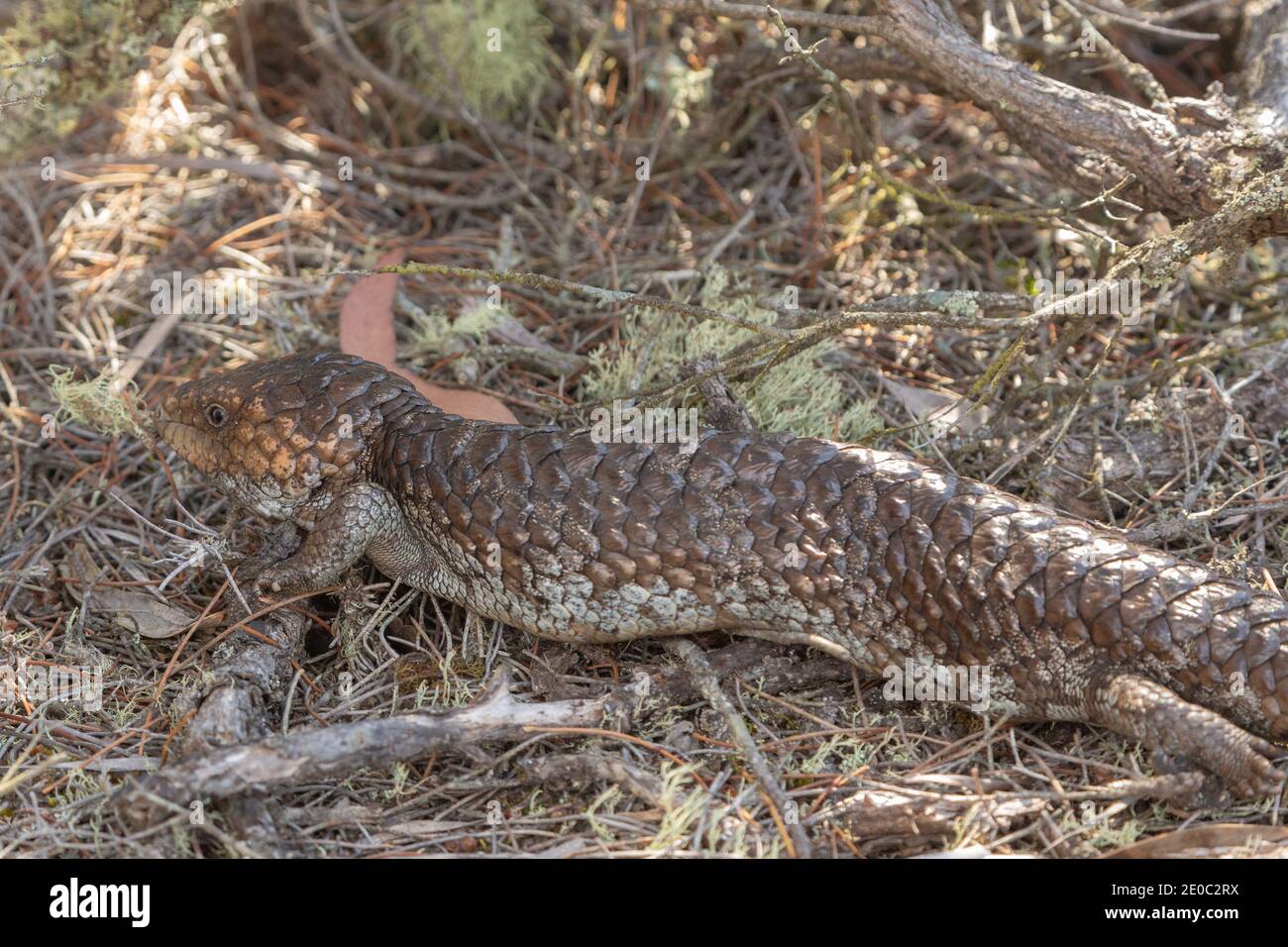 Blue tongued Lizard (Tiliqua rugosa) in the Stirling Range Nationalpark north of Albany in Western Australia Stock Photo