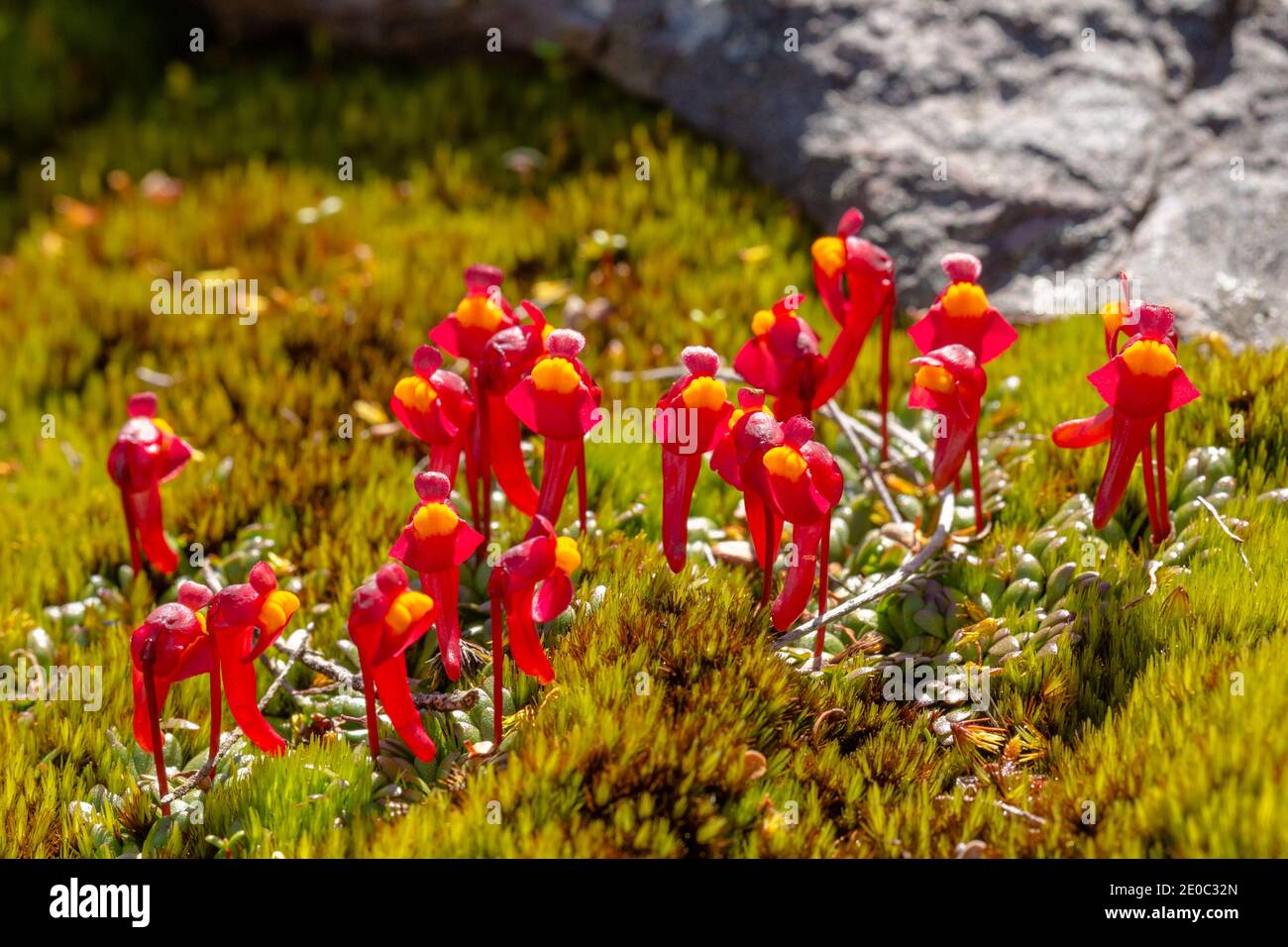 colony of the tuberous bladderwort Utricularia menziesii in the Stirling Range Nationalpark north of Albany in Western Australia Stock Photo