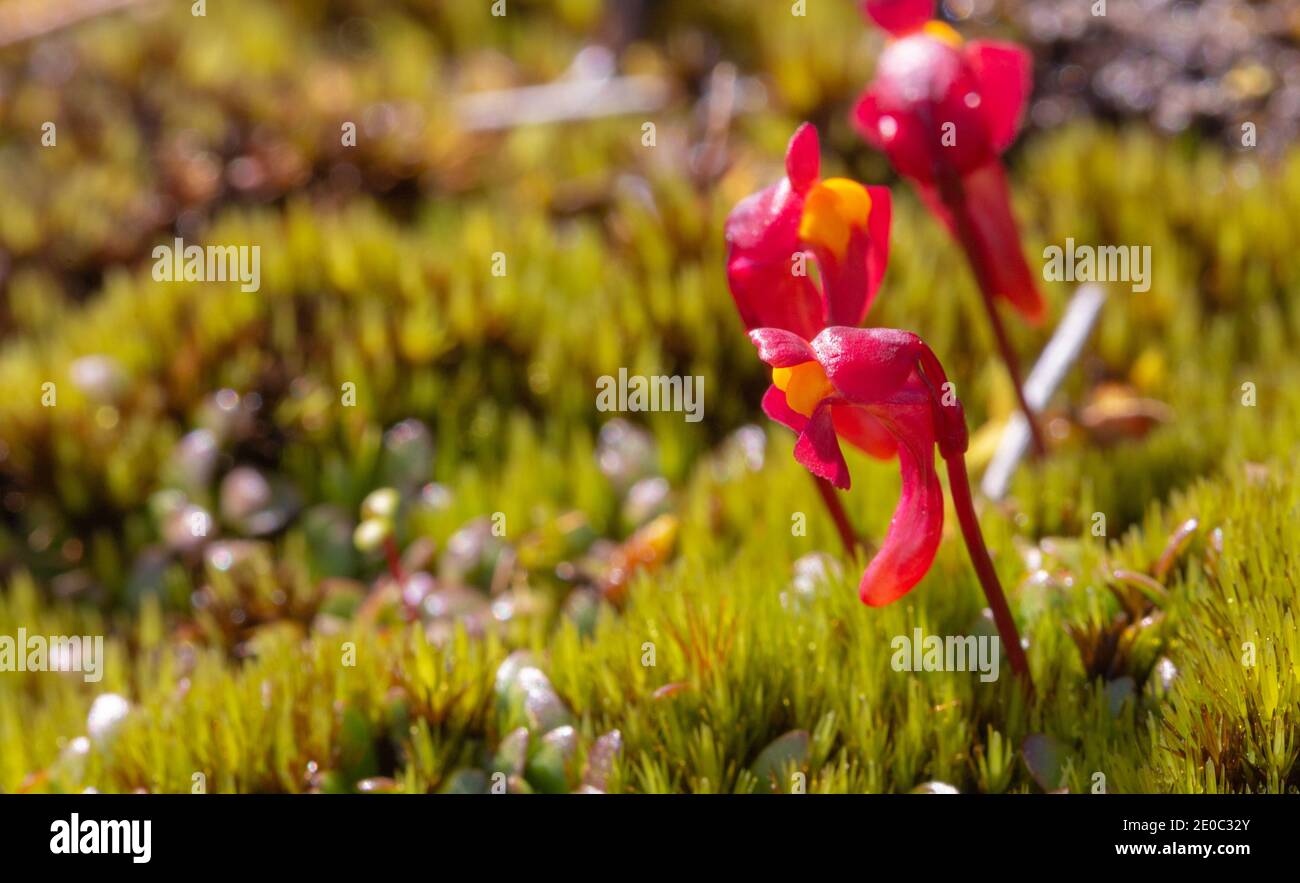 flowers of the tuberous bladderwort Utricularia menziesii in the Stirling Range Nationalpark north of Albany in Western Australia Stock Photo