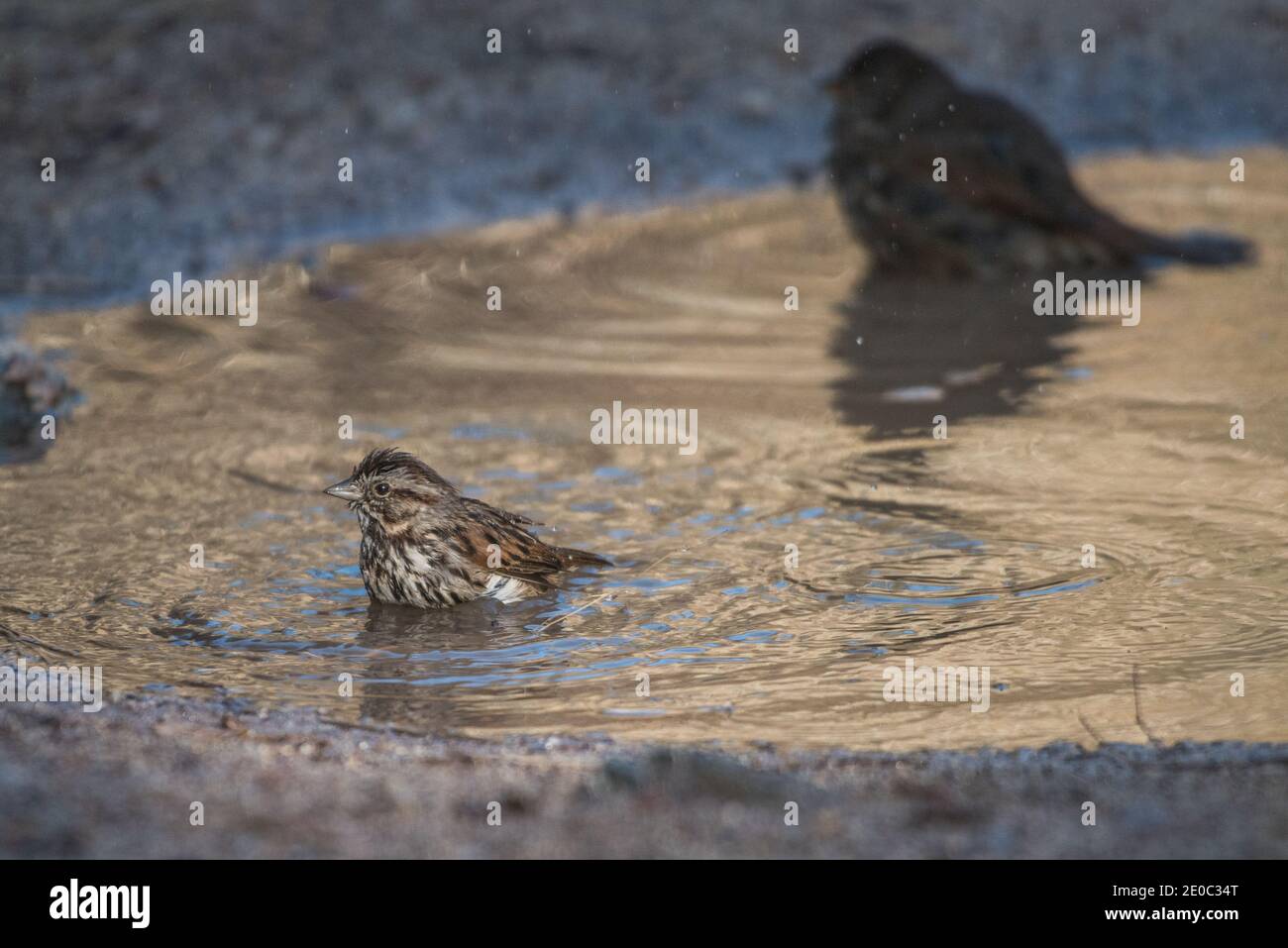 Two species of sparrow of vastly different sizes bathe in a puddle in California's Pinnacles National Park. Stock Photo