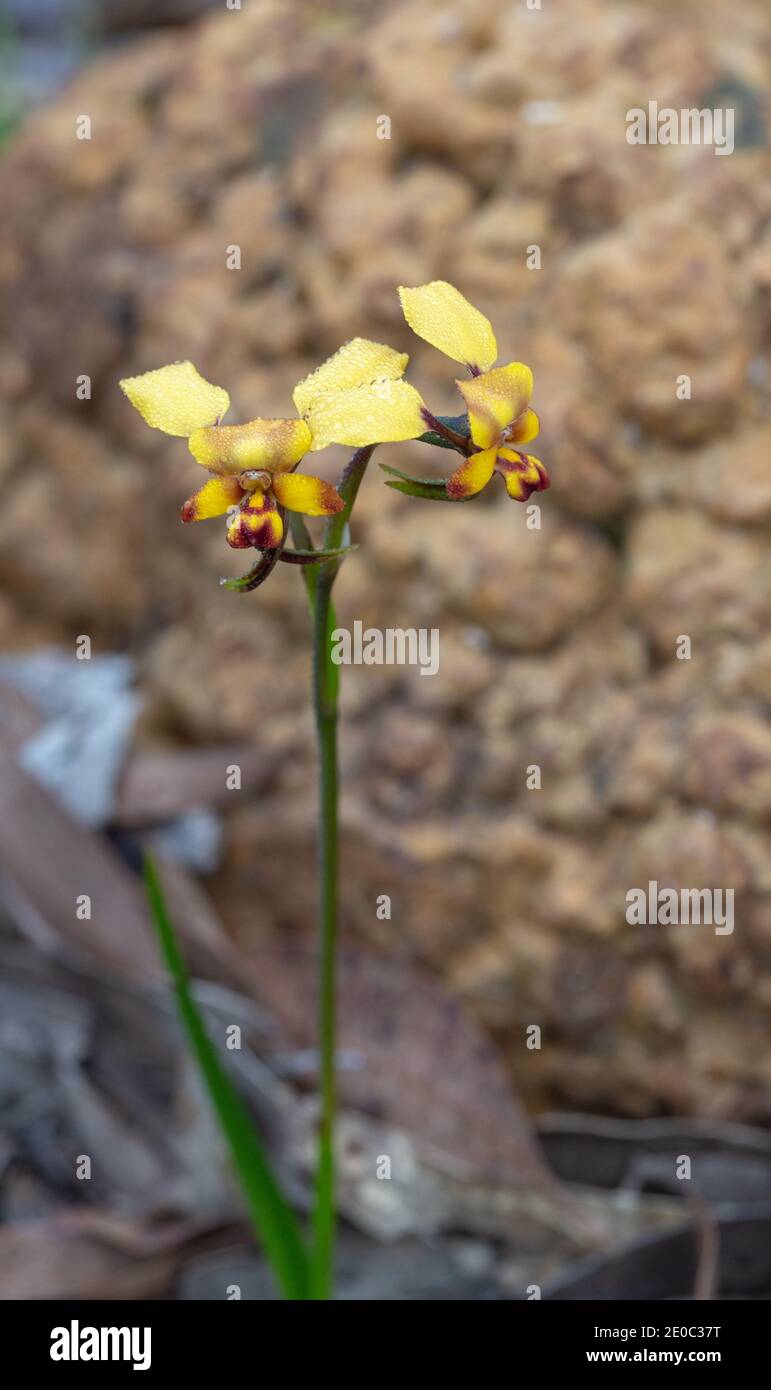 yellow flowers of the Common Donkey Orchid Diuris corymbosa in the Stirling Range Nationalpark in Western Australia Stock Photo