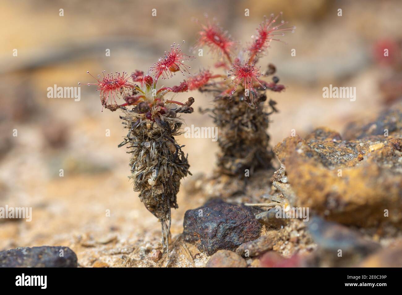 The stem-forming pygmy Sundew Drosera verrucata close to Cheynes in Western Australia Stock Photo