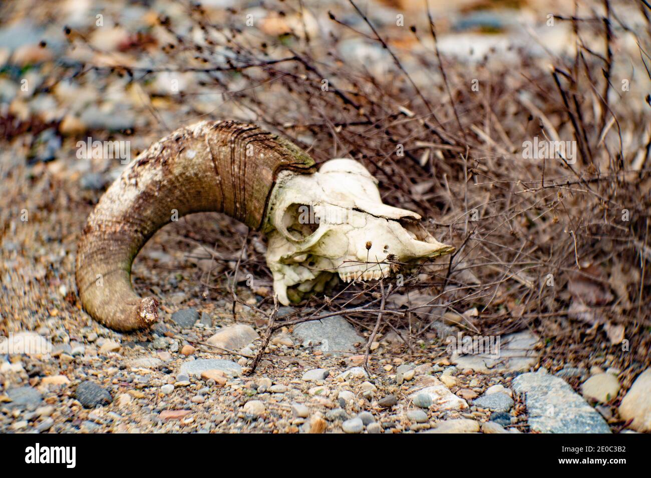 A bighorn sheep skull on a gravel bed in Troy, Montana. (Ovis canadensis)  Kingdom: Animalia Phylum: Chordata Class: Mammalia Order: Artiodactyla Fami Stock Photo