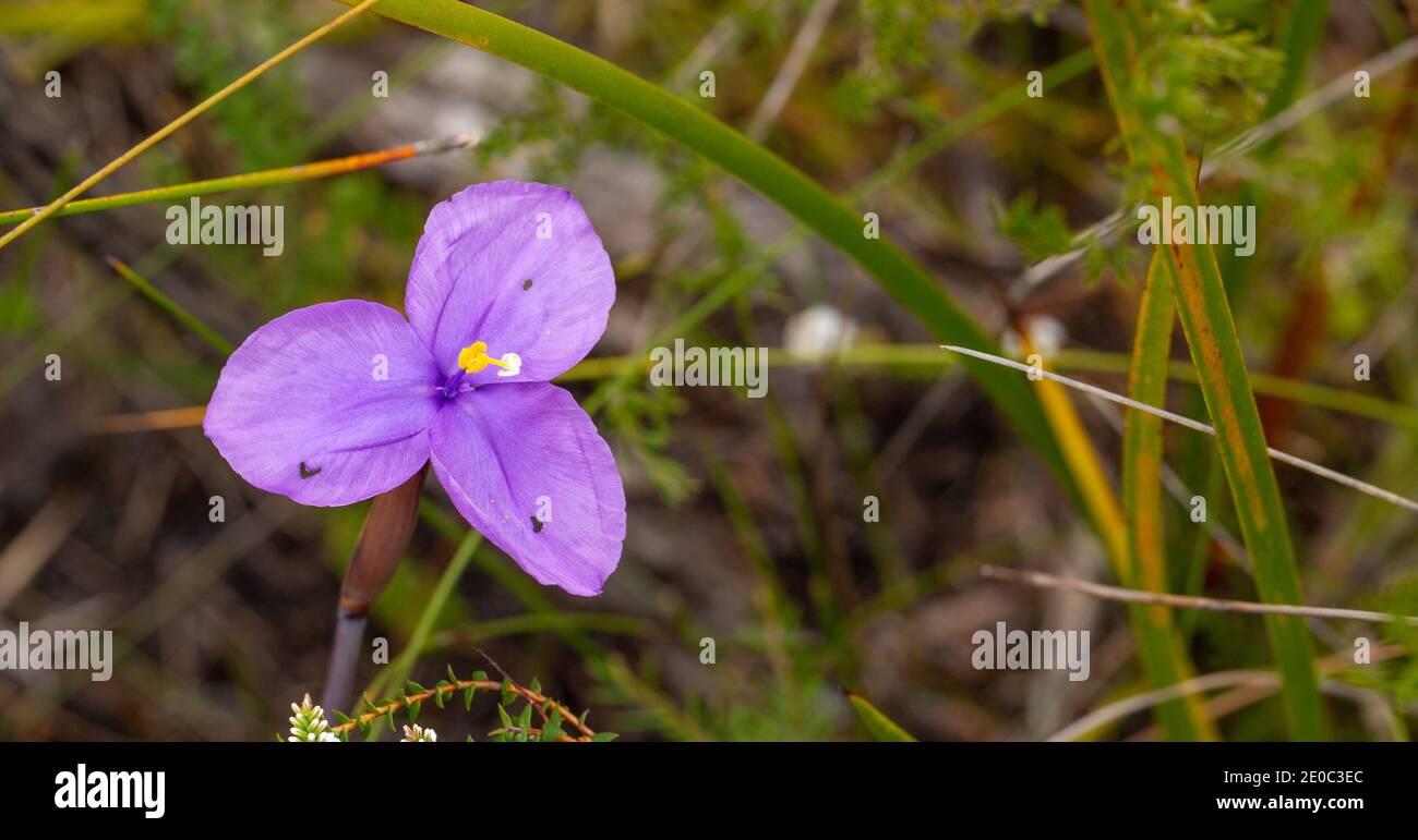 pink flowered species of the native flag (Patersonia sp.) found east of Albany in Western Australia Stock Photo