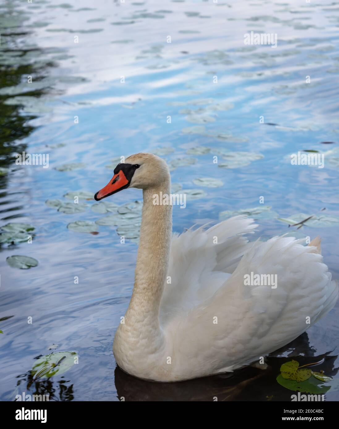 One swan on a lake Stock Photo Alamy