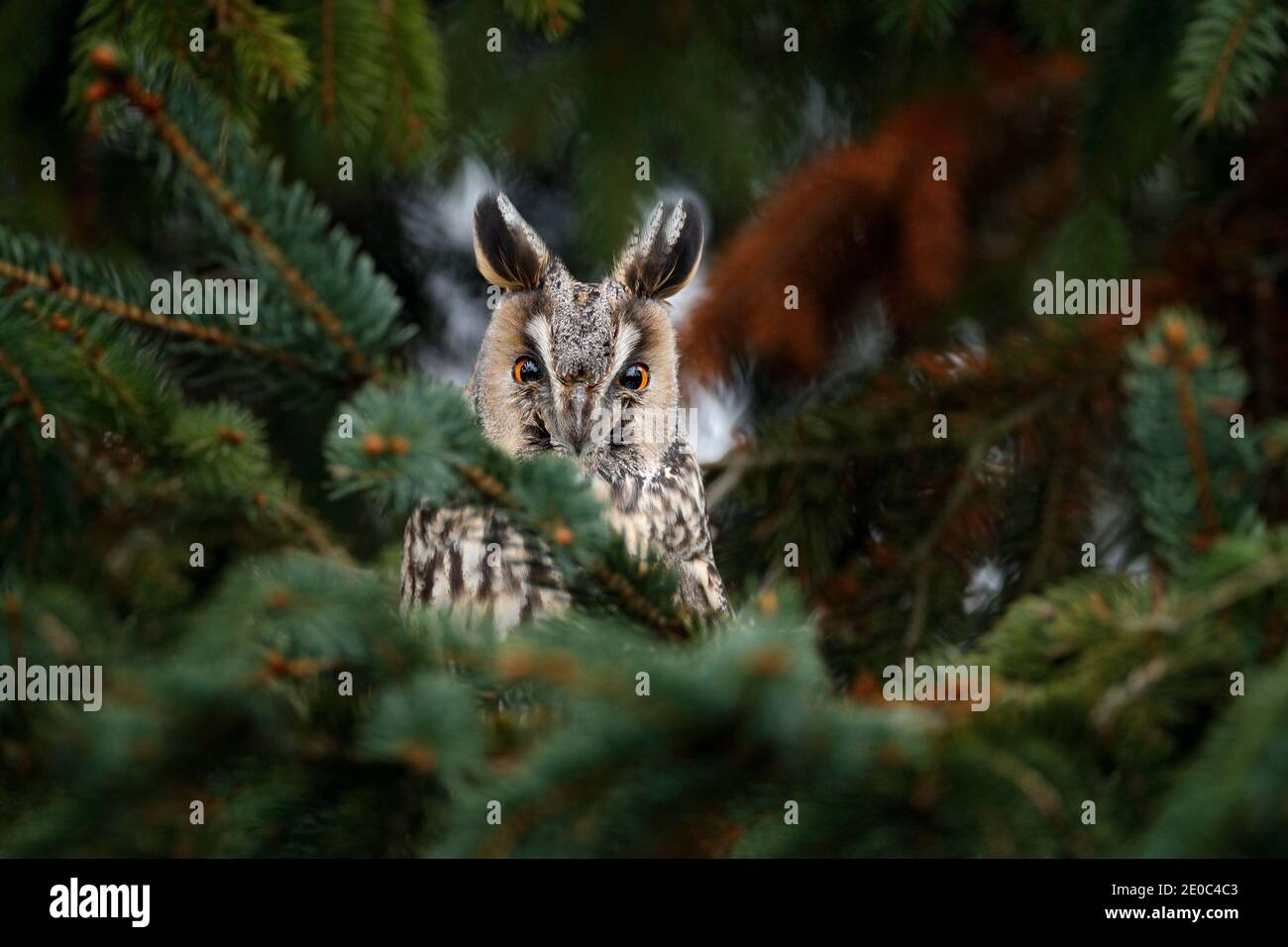 Owl on the tree. Hidden portrait of Long-eared Owl with big orange eyes behind larch tree trunk, wild animal in the nature habitat, Sweden. Wildlife s Stock Photo