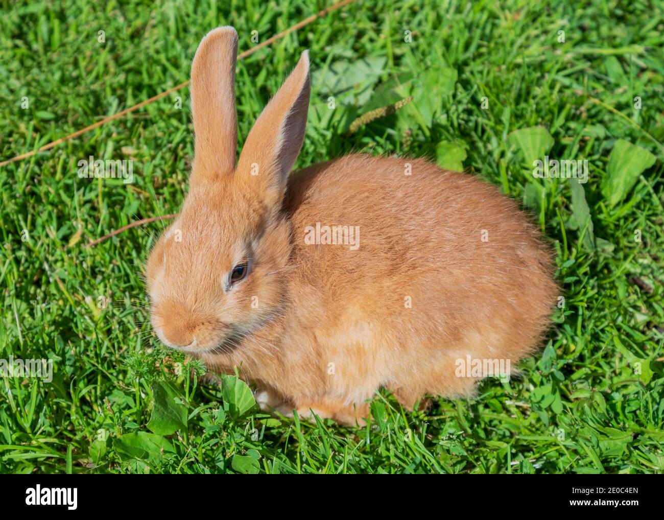 Red rabbit on a green grass Stock Photo - Alamy