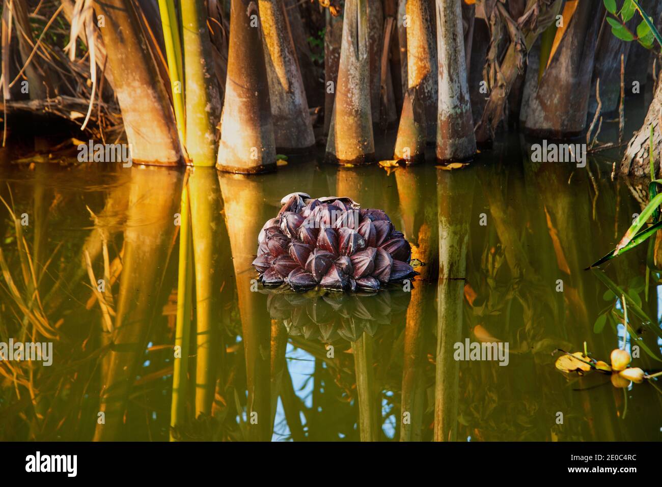 Sundarban mangrove trees hi-res stock photography and images - Alamy