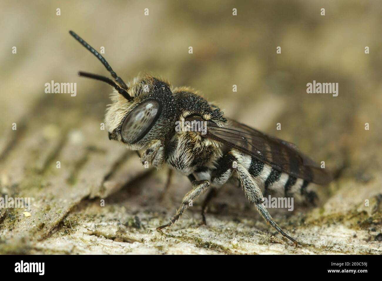 Cuckoo-leaf-cutter Bees are cleptoparasites on other bees in the Megachilidae family. They males (like this one) are difficult to identify to the spec Stock Photo