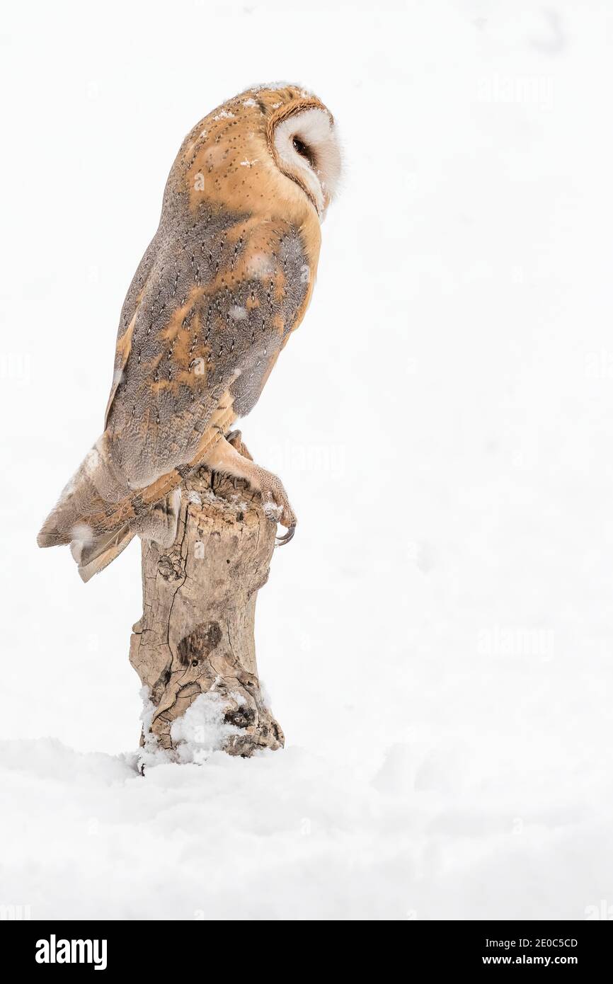 The Barn owl and the snow (Tyto alba) Stock Photo