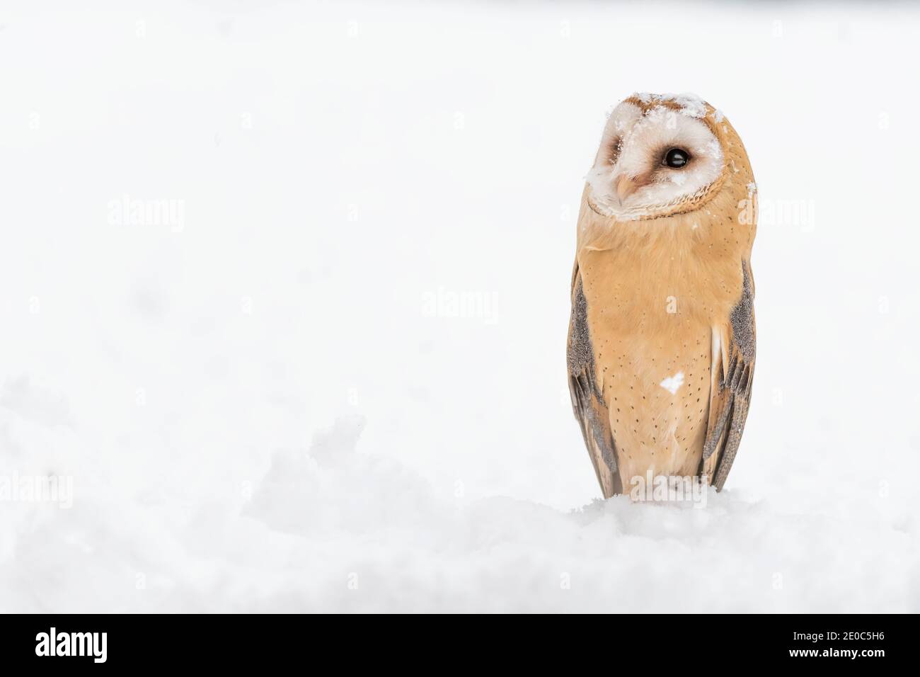 Barn owl in winter season (Tyto alba) Stock Photo