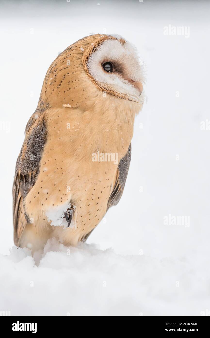 Barn owl in the snow (Tyto alba) Stock Photo