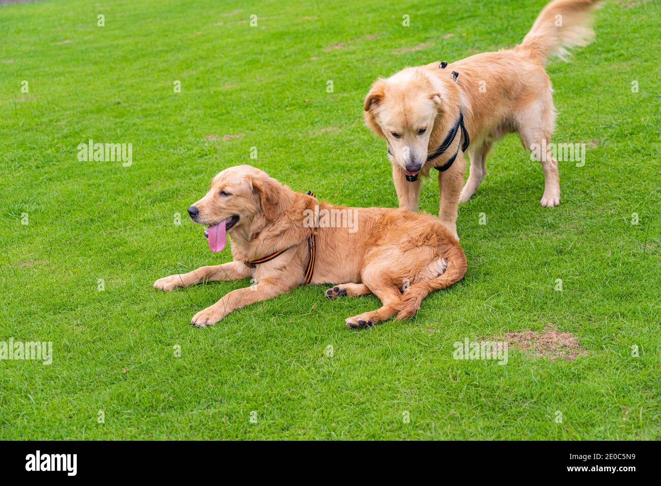 Couple of purebred golden retriever dogs playing together Stock Photo ...