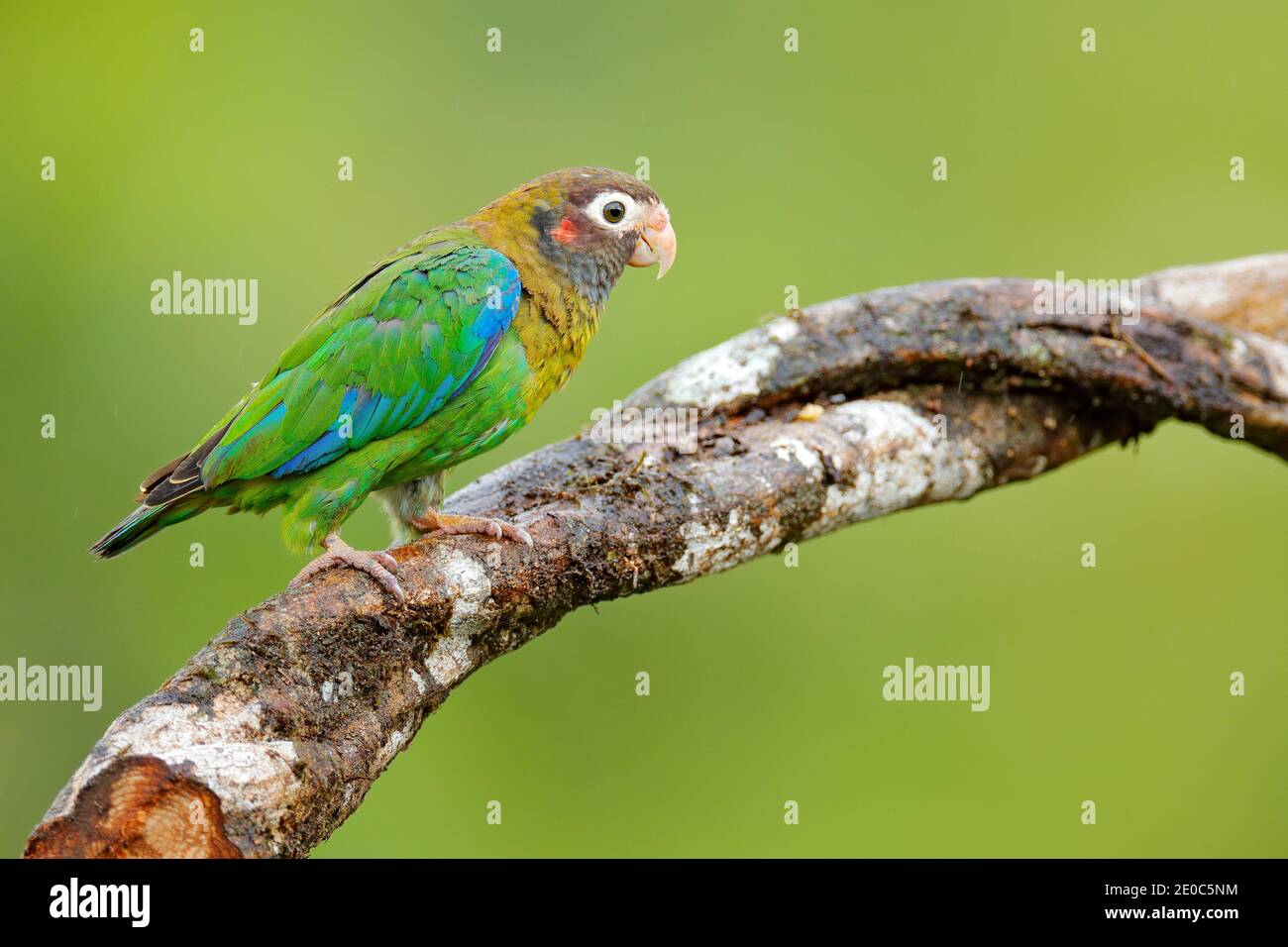 Parrot, Pionopsitta haematotis, Mexico, green parrot with brown head. Detail close-up portrait of bird from Central America. Wildlife scene from tropi Stock Photo
