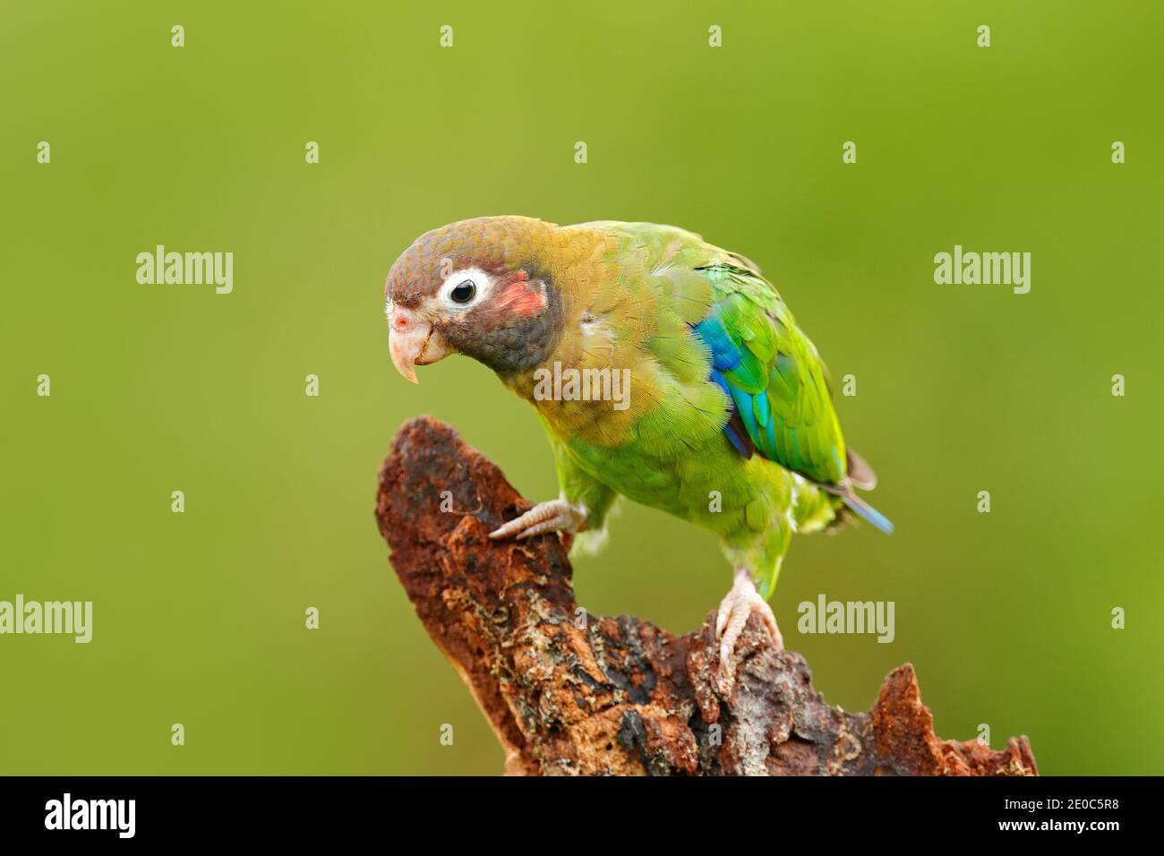 Parrot, Pionopsitta haematotis, Mexico, green parrot with brown head. Detail close-up portrait of bird from Central America. Wildlife scene from tropi Stock Photo