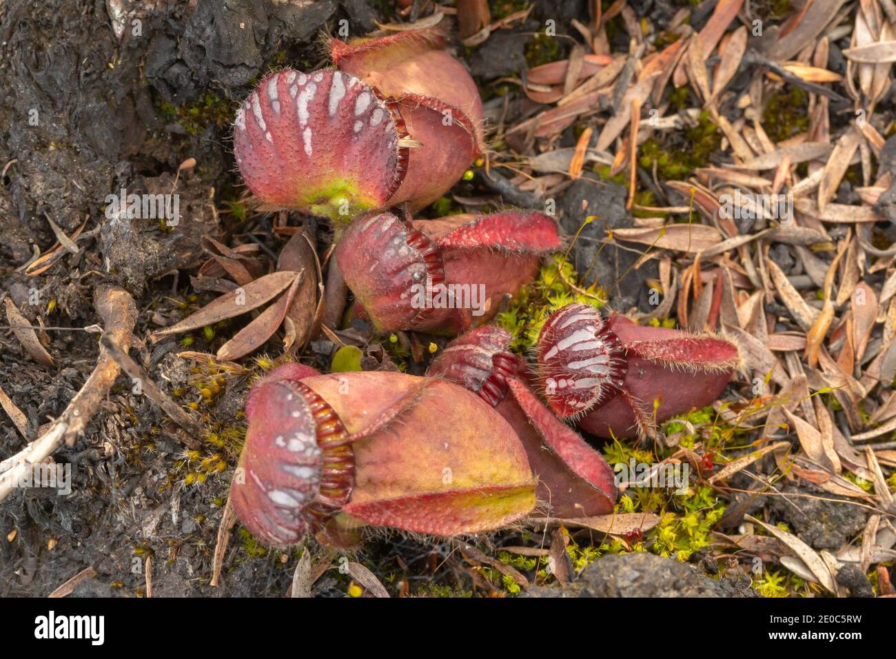 Australian endemic wildlower: Cephalotus follicularis, the Albany pitcher plant, seen close to Albany in Western Australia Stock Photo