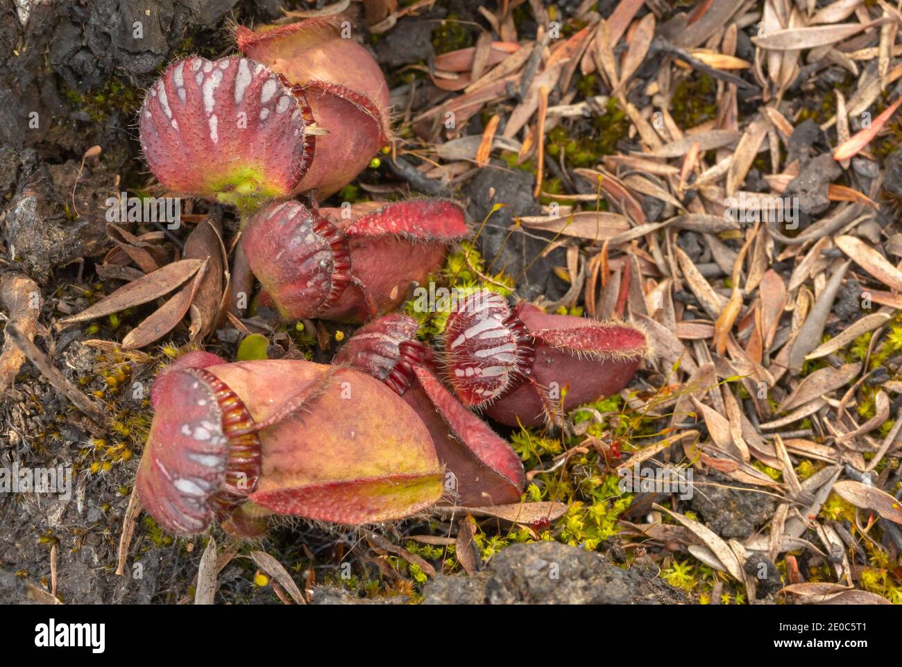 Australian endemic wildlower: Cephalotus follicularis, the Albany pitcher plant, seen close to Albany in Western Australia Stock Photo