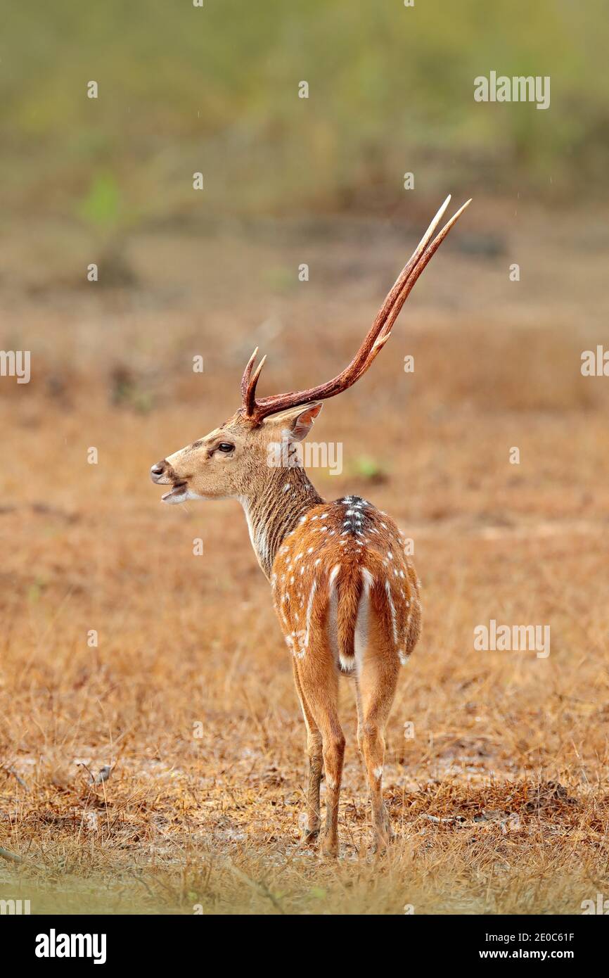 Sri Lankan axis deer Axis ceylonensis, or Ceylon spotted deer in nature