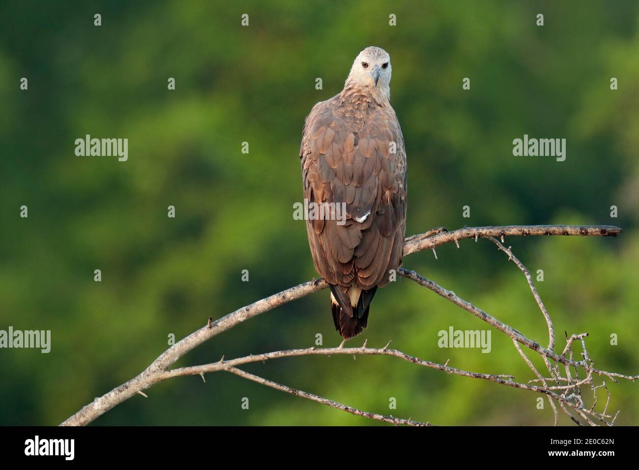 Oriental honey buzzard, Pernis ptilorhynchus, perched on branch in nice morning light against blurred forest in background. Wildlife scene from forest Stock Photo