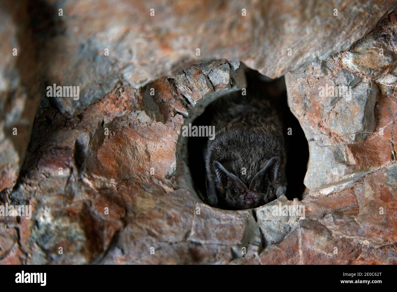 Подземелье зверей. Азиатская широкоушка. Среда обитания Cave. Среда виртуального обитания Cave. Little bat sleeping on the House Wall.