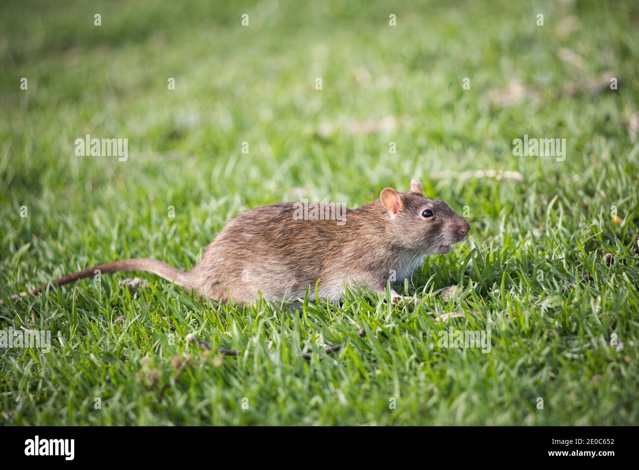 Side view of a Southern African vlei rat (Otomys irroratus) sitting on