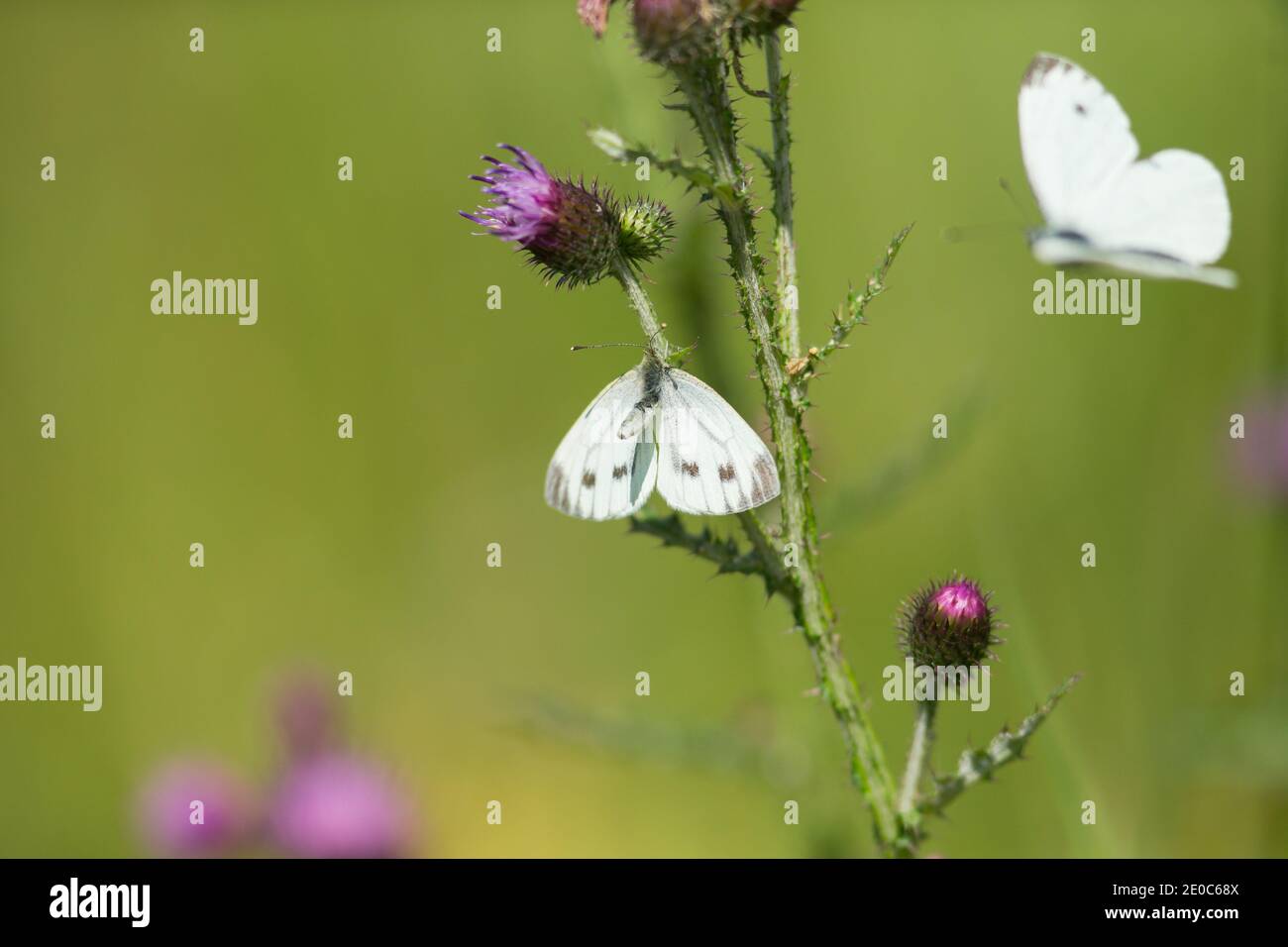 Green-veined white butterfly courtship Stock Photo