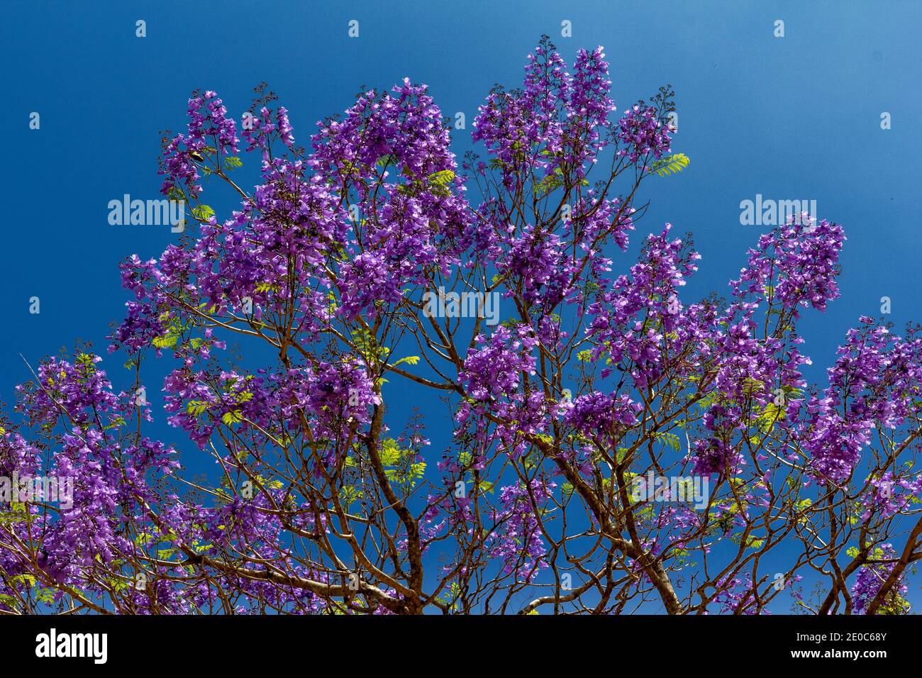 JACARANDA Jacaranda mimosifolia A TREE IN FULL FLOWER IN INDIA Stock Photo