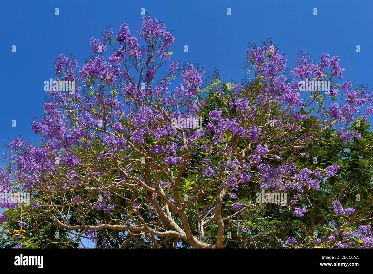 JACARANDA Jacaranda mimosifolia TREE IN FULL FLOWER IN INDIA Stock Photo