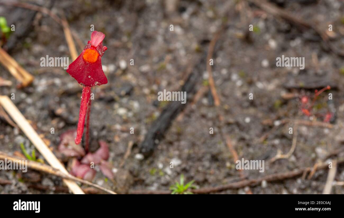 Single flower of the endemic Bladderwort Utriuclaria menziesii found east of Albany in Western Australia Stock Photo