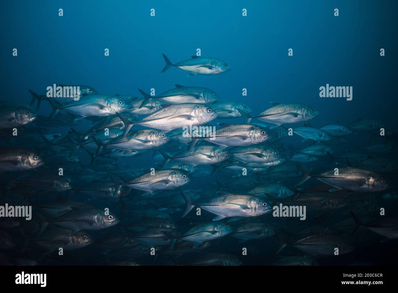 A school of Bigeye trevally (Caranx sexfasciatus) in the deep sea Stock Photo