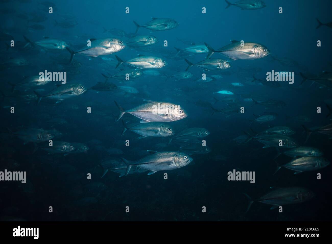 A school of Bigeye trevally (Caranx sexfasciatus) in the deep sea Stock Photo