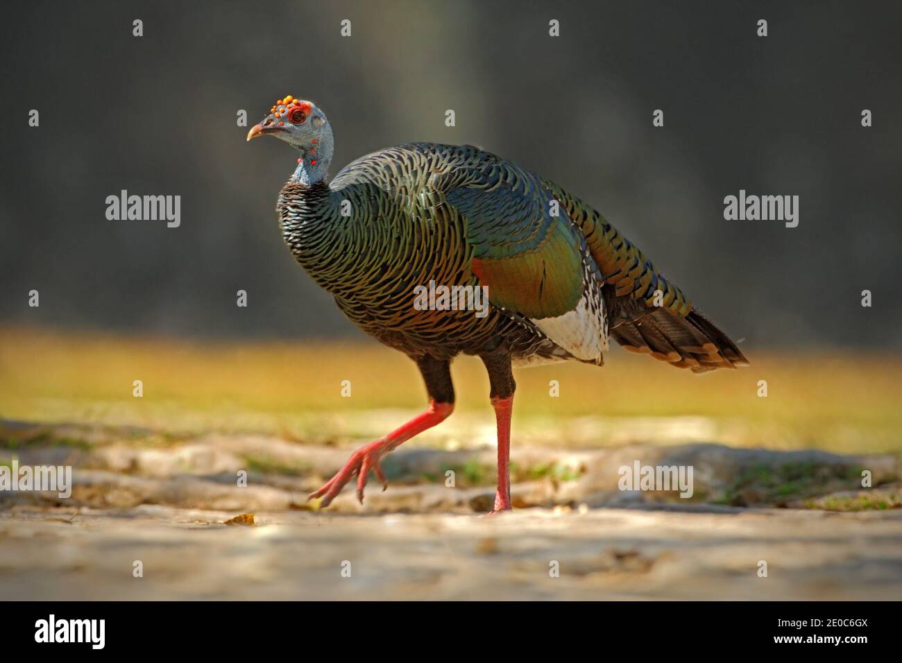 Ocellated turkey, Meleagris ocellata, rare bizar bird, Tikal National