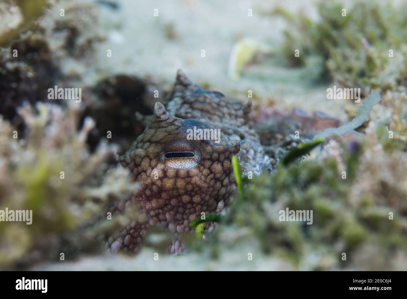 Common Octopus (Octopus vulgaris) closeup of its eye sticking out of