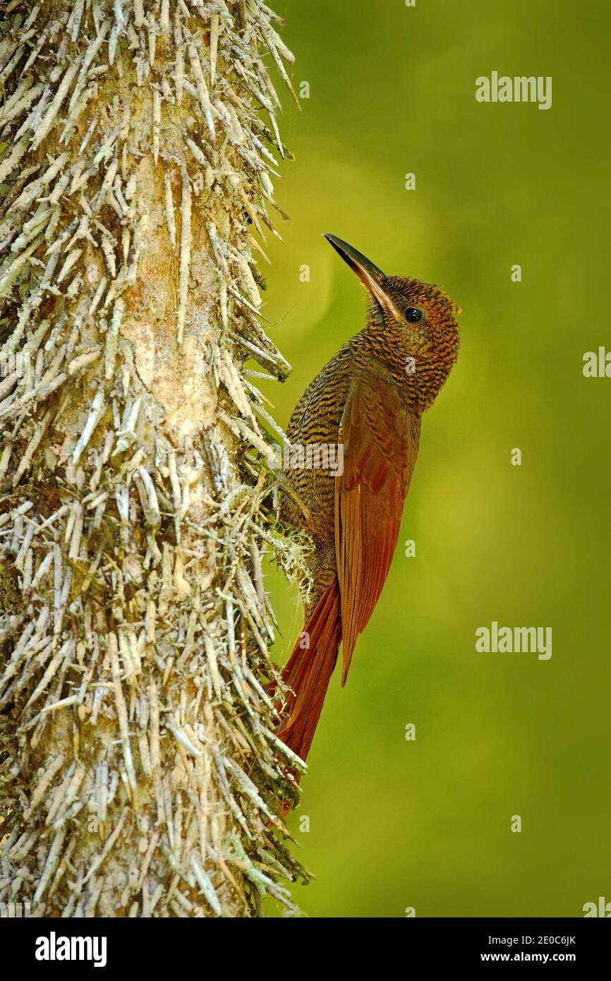 Northern Barred Woodcreeper, Dendrocolaptes sanctithomae, wild bird in the forest habitat. Wildlife scene from nature, Belize. Bird on the spiny tree Stock Photo