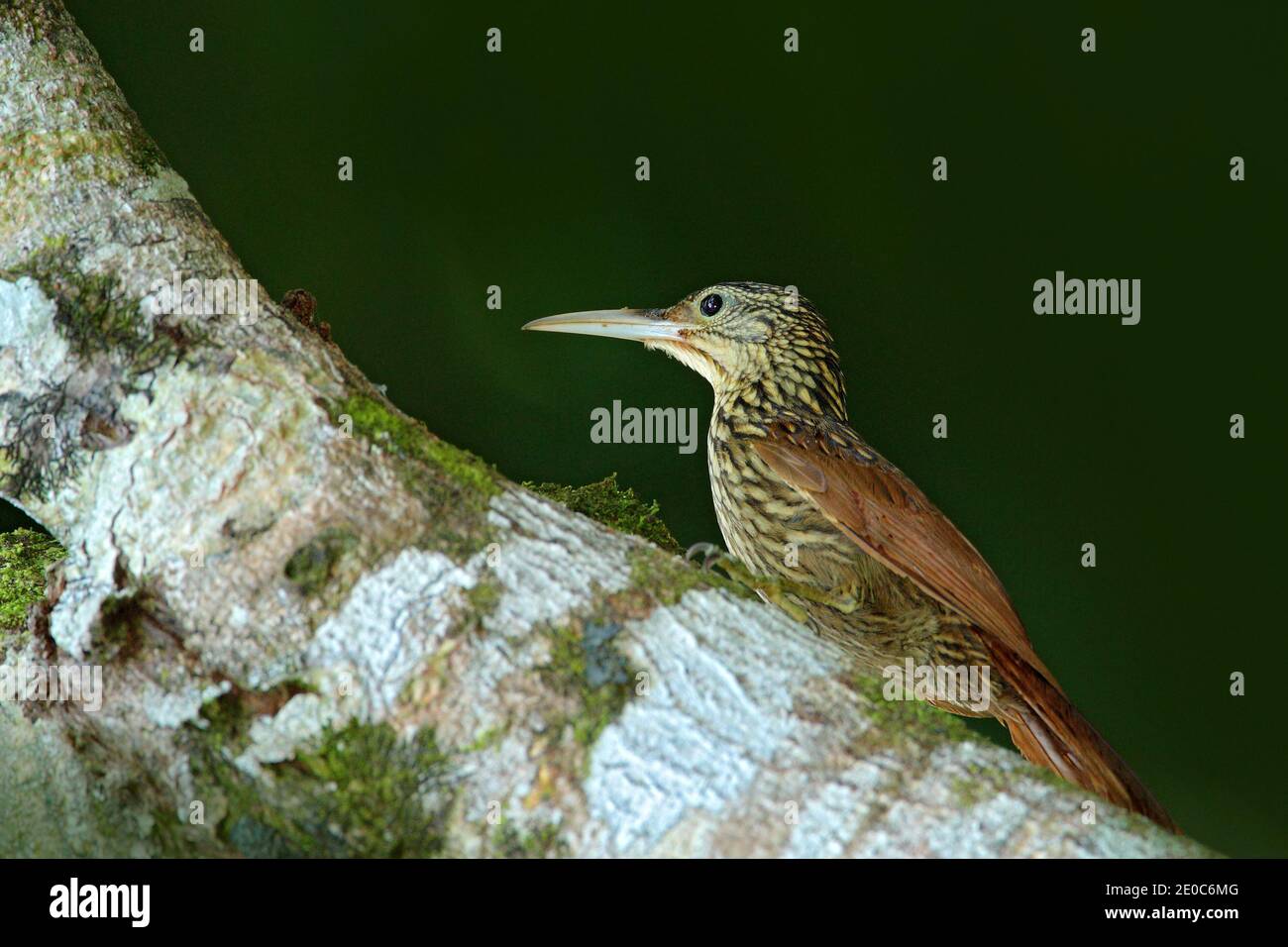 Ivory-billed woodcreeper, Xiphorhynchus flavigaster, exotic tropical brawn bird from Costa Rica. Tanager from tropic forest. Close-up portrait of nice Stock Photo