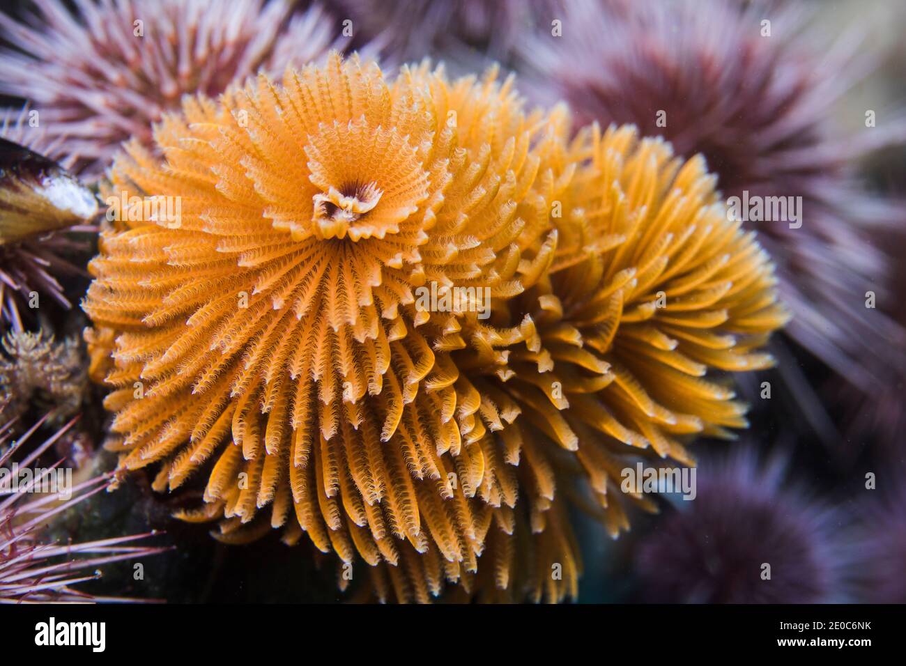 Featherduster worm (Sabellastarte longa) or Giant fanworm with orange