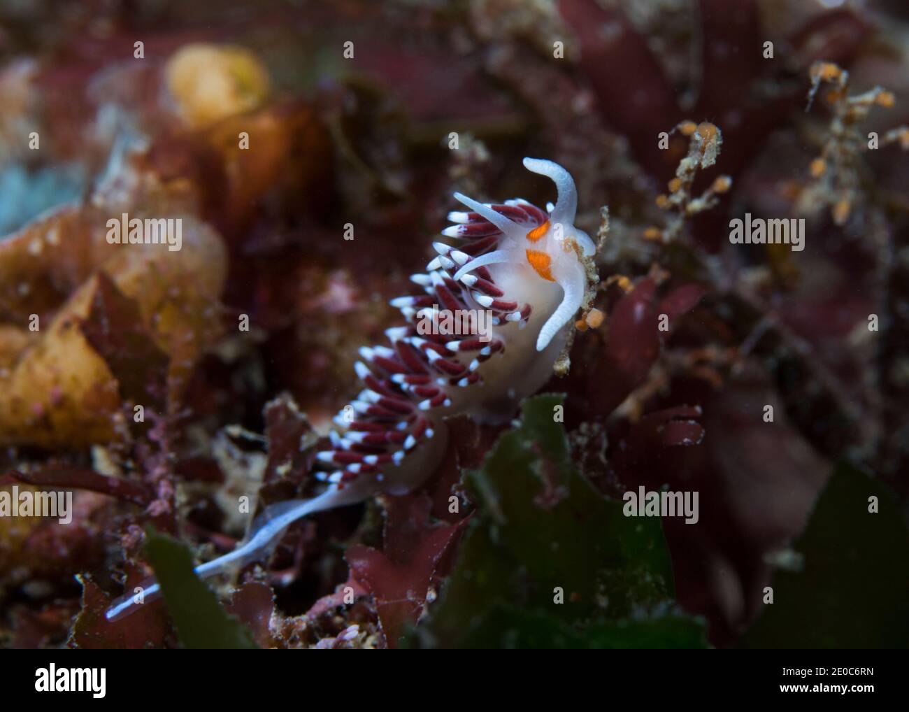 Cratena High Resolution Stock Photography And Images Alamy