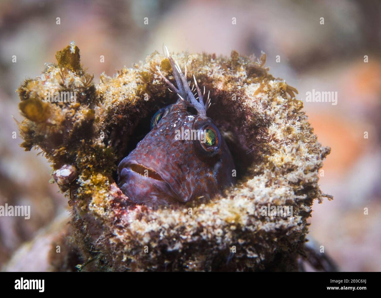 Small Horned blenny fish (Parablennius cornutus) peeking it's head out of an old bottle on the reef Stock Photo