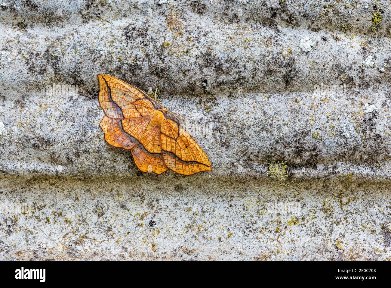 Bordered Beauty Moth; Epione repandaria; UK Stock Photo