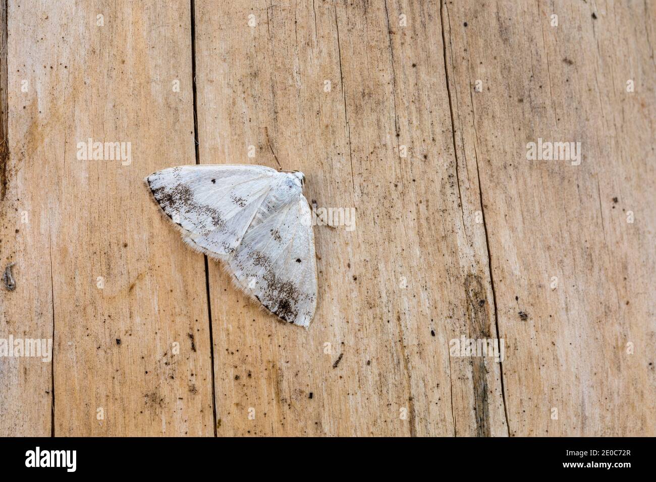 Clouded Silver Moth; Lomographa temerata; on Wood; UK Stock Photo