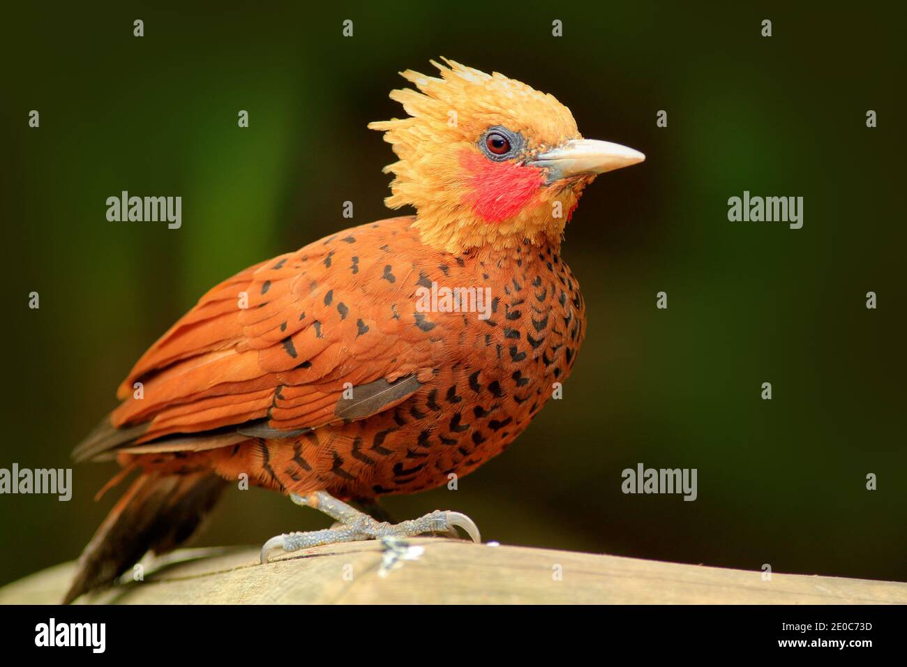 Chestnut-coloured Woodpecker, Celeus castaneus, brawn bird with red face from Costa Rica. Woodpecker with yellow crest and red face, sitting on tree. Stock Photo